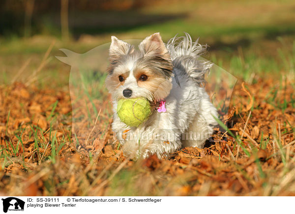playing Biewer Terrier / SS-39111
