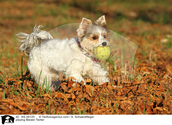 playing Biewer Terrier / SS-39120