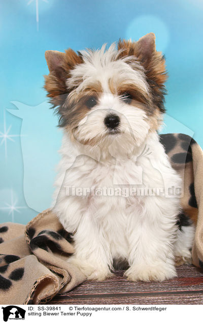 sitting Biewer Terrier Puppy / SS-39841