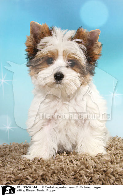 sitting Biewer Terrier Puppy / SS-39844