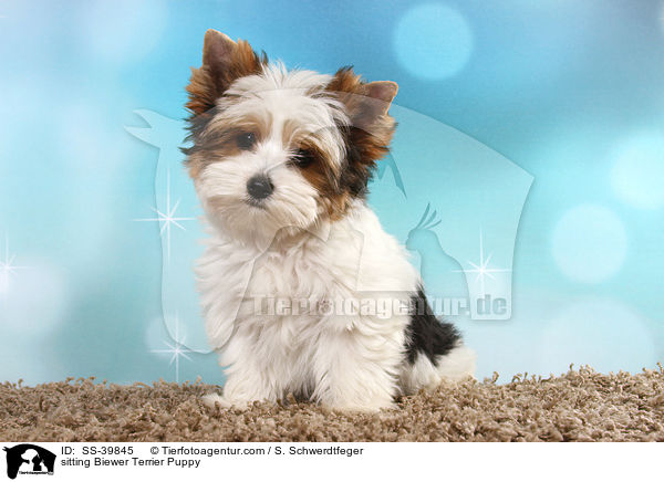 sitting Biewer Terrier Puppy / SS-39845
