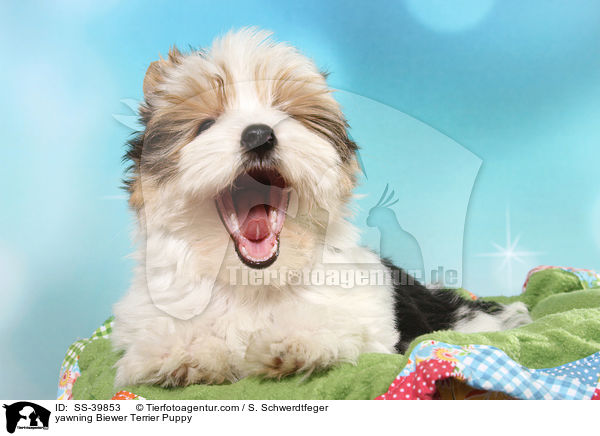 yawning Biewer Terrier Puppy / SS-39853