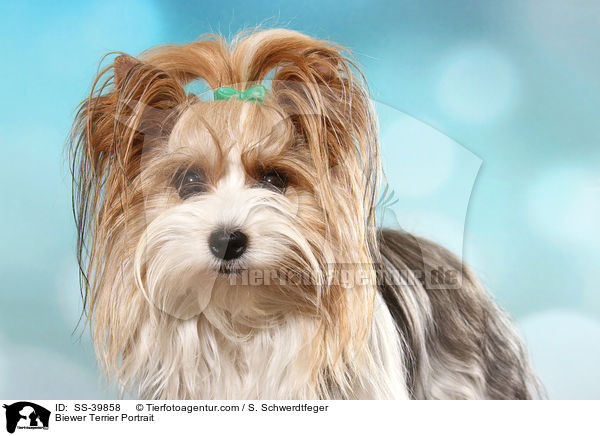 Biewer Terrier Portrait / SS-39858