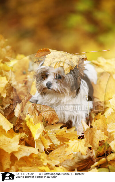 young Biewer Terrier in autumn / RR-75061