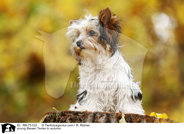 young Biewer Terrier in autumn / RR-75102