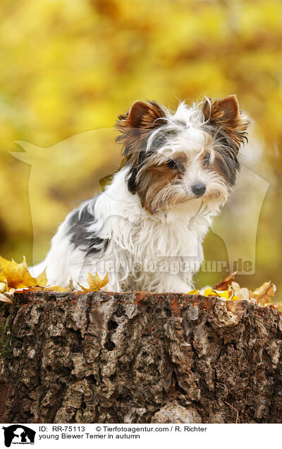 young Biewer Terrier in autumn / RR-75113