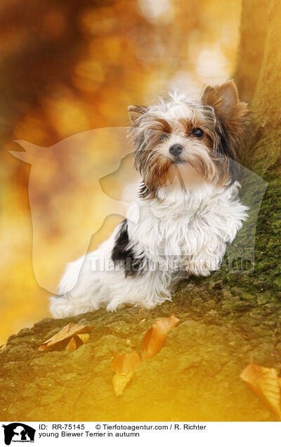 young Biewer Terrier in autumn / RR-75145
