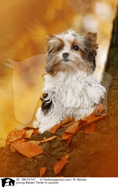 junger Biewer Terrier im Herbst / young Biewer Terrier in autumn / RR-75147