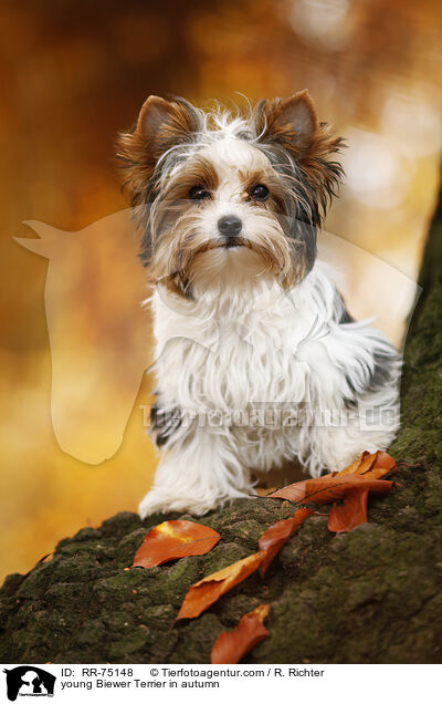 young Biewer Terrier in autumn / RR-75148