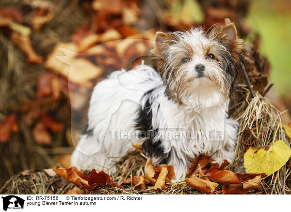 young Biewer Terrier in autumn / RR-75156