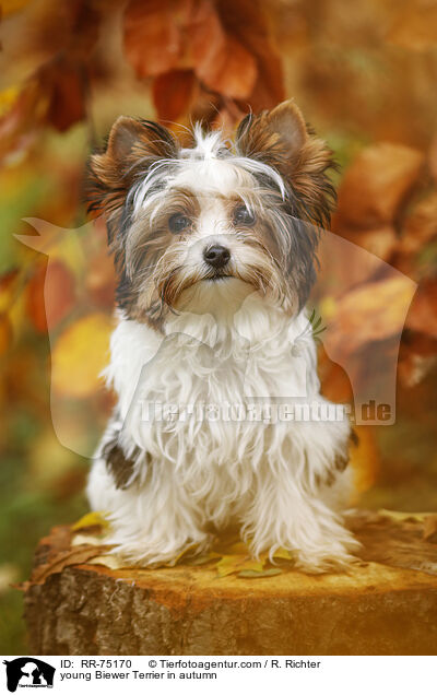 junger Biewer Terrier im Herbst / young Biewer Terrier in autumn / RR-75170