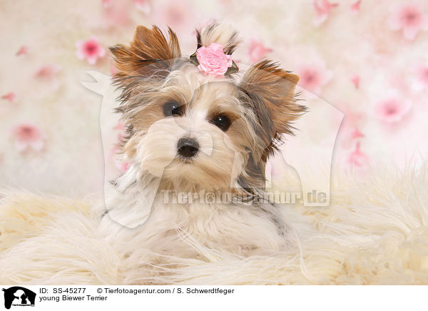 young Biewer Terrier / SS-45277