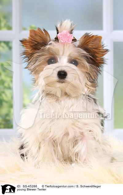 young Biewer Terrier / SS-45286