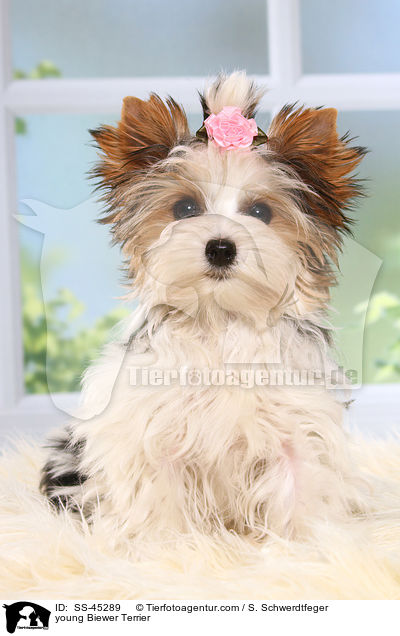 junger Biewer Terrier / young Biewer Terrier / SS-45289