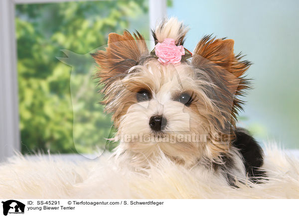 junger Biewer Terrier / young Biewer Terrier / SS-45291
