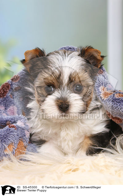 Biewer Terrier Puppy / SS-45300