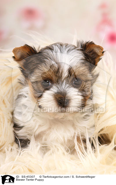 Biewer Terrier Puppy / SS-45307