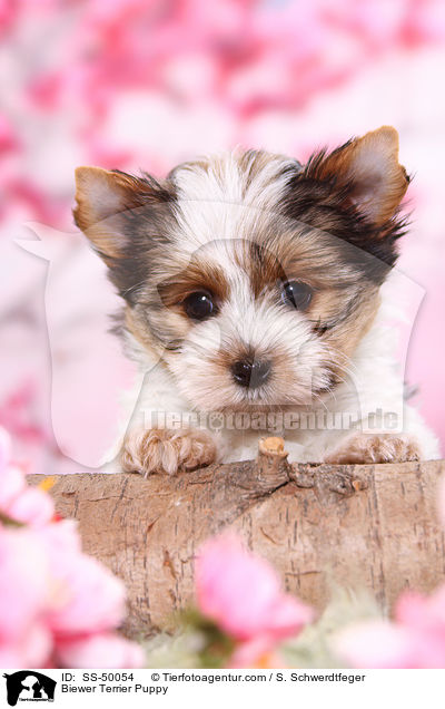 Biewer Terrier Puppy / SS-50054