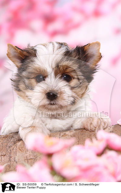 Biewer Terrier Puppy / SS-50059