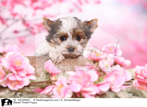 Biewer Terrier Puppy / SS-50060