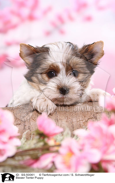 Biewer Terrier Puppy / SS-50061
