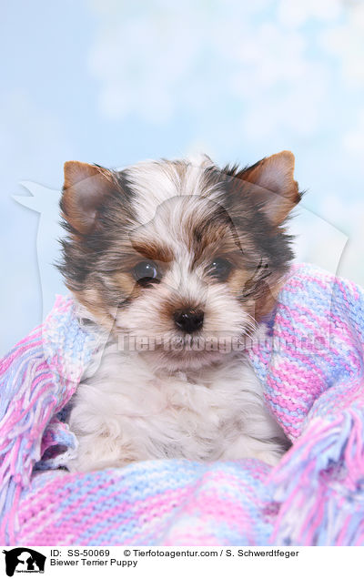 Biewer Terrier Puppy / SS-50069