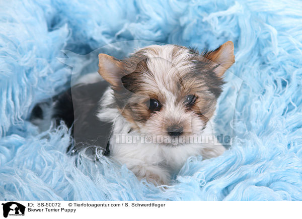 Biewer Terrier Puppy / SS-50072