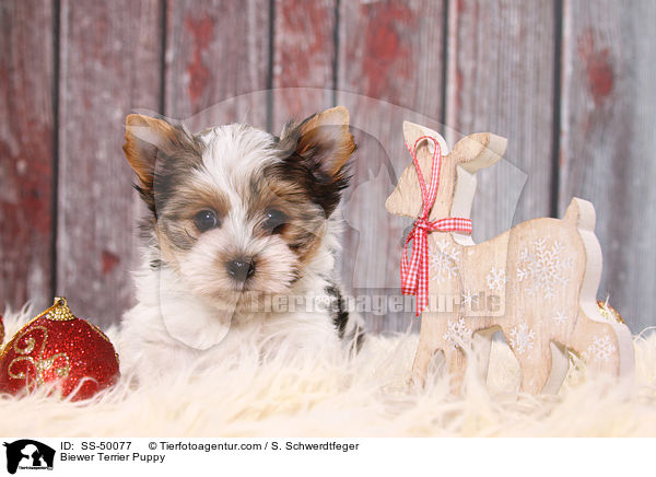 Biewer Terrier Puppy / SS-50077