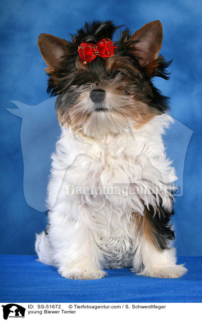 young Biewer Terrier / SS-51672