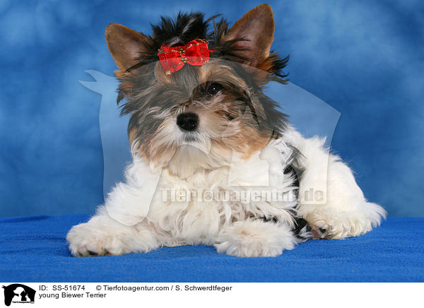 junger Biewer Terrier / young Biewer Terrier / SS-51674