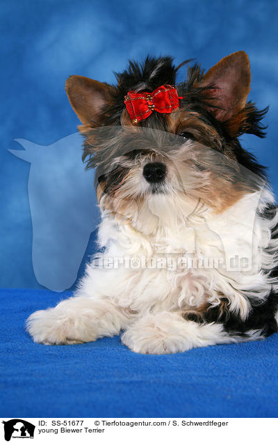 young Biewer Terrier / SS-51677