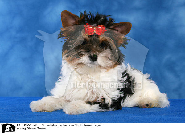young Biewer Terrier / SS-51678
