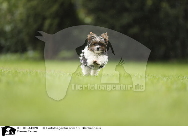 Biewer Terrier / KB-14328