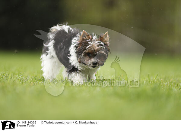 Biewer Terrier / KB-14332