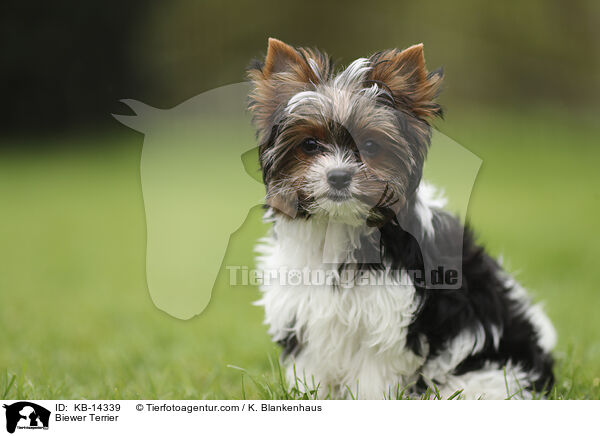 Biewer Terrier / KB-14339