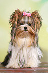 sitting Biewer Terrier