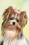 Biewer Terrier Portrait