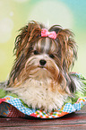 lying Biewer Terrier