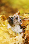 young Biewer Terrier in autumn