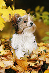 young Biewer Terrier in autumn