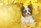 young Biewer Terrier in autumn
