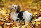 young Biewer Terrier in autumn