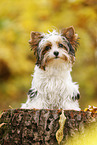 young Biewer Terrier in autumn