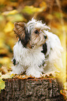 young Biewer Terrier in autumn