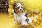 young Biewer Terrier in autumn