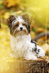 young Biewer Terrier in autumn