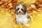young Biewer Terrier in autumn
