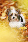 young Biewer Terrier in autumn