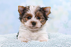 Biewer Terrier Puppy