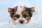 Biewer Terrier Puppy